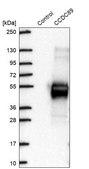 Anti-CCDC89 antibody produced in rabbit Prestige Antibodies® Powered by Atlas Antibodies, affinity isolated antibody