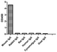 Alpaca Anti-Mouse kappa HRP single domain Antibody recombinant Alpaca(VHH) Nano antibody