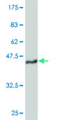 ANTI-TEK antibody produced in mouse clone 4G9, purified immunoglobulin, buffered aqueous solution