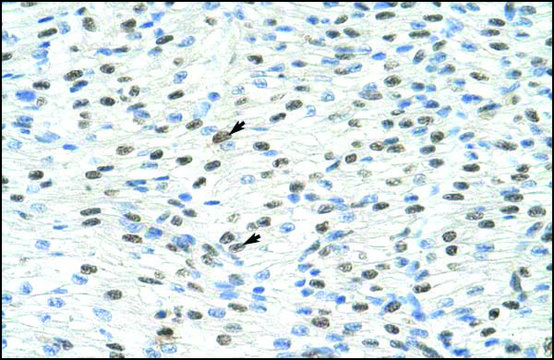 Anti-MATR3 (AB1) antibody produced in rabbit IgG fraction of antiserum