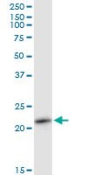 Anti-RAB11A antibody produced in mouse purified immunoglobulin, buffered aqueous solution