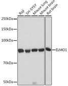 Anti-ELMO1 Antibody, clone 9X6Y6, Rabbit Monoclonal