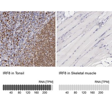 Anti-IRF8 antibody produced in rabbit affinity isolated antibody, buffered aqueous glycerol solution