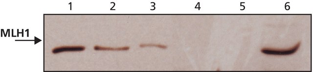 Anti-MLH1 (N-terminal) 兔抗 ~1&#160;mg/mL, affinity isolated antibody, buffered aqueous solution