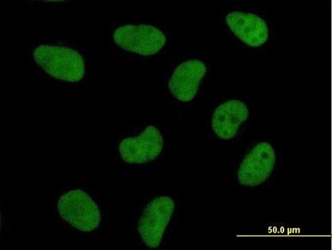 Anti-DFFA antibody produced in mouse purified immunoglobulin, buffered aqueous solution