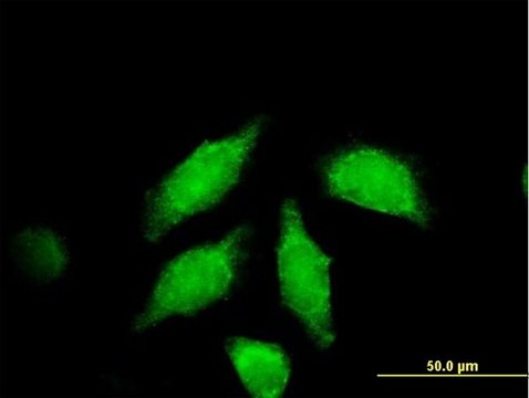 Anti-WNT3A antibody produced in mouse IgG fraction of antiserum, buffered aqueous solution