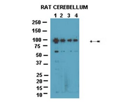 Anti-phospho GluR4 (S862) Antibody serum, Chemicon&#174;