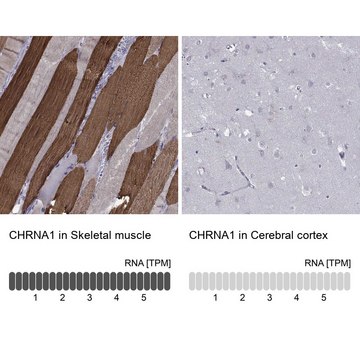 Anti-CHRNA1 antibody produced in rabbit Prestige Antibodies&#174; Powered by Atlas Antibodies, affinity isolated antibody