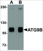 Anti-ATG9B antibody produced in rabbit affinity isolated antibody, buffered aqueous solution
