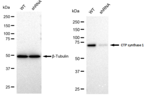 KD-Validated Anti CTP synthase 1 Antibody, clone 23GB1685, Rabbit Monoclonal clone 23GB1685, recombinant rabbit monoclonal, expressed in HEK293 cells