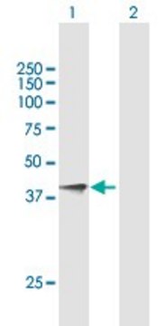 Anti-KLK5 antibody produced in mouse purified immunoglobulin, buffered aqueous solution