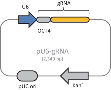 CRISPR Activator Human Oct4 Positive Control Plasmid gRNA Only Expression Plasmid