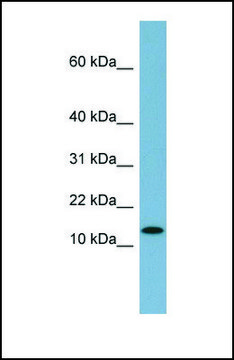 Anti-RPS27L, (N-terminal) antibody produced in rabbit affinity isolated antibody