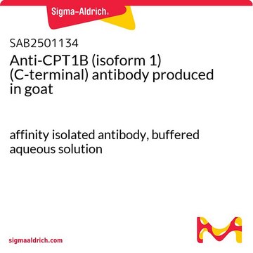 Anti-CPT1B (isoform 1) (C-terminal) antibody produced in goat affinity isolated antibody, buffered aqueous solution