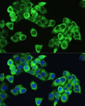 Anti-Phospho-mTOR-S2448 antibody produced in rabbit