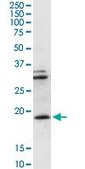 Anti-CD247 antibody produced in rabbit purified immunoglobulin, buffered aqueous solution