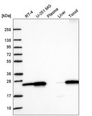 Anti-NRM antibody produced in rabbit Prestige Antibodies® Powered by Atlas Antibodies, affinity isolated antibody