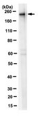 Anti-PTPRS Antibody, Clone 9H3.1 clone 9H3.1, from mouse