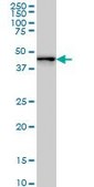 Monoclonal Anti-ZNF24 antibody produced in mouse clone 4A1, purified immunoglobulin, buffered aqueous solution