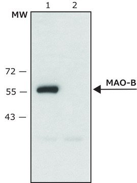 Anti-Monoamine Oxidase B (C-terminal) 兔抗 affinity isolated antibody, ~1.5&#160;mg/mL, buffered aqueous solution