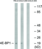 Anti-4E-BP1 antibody produced in rabbit affinity isolated antibody