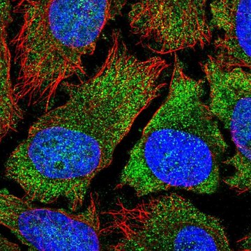 Anti-YTHDF2 antibody produced in rabbit Prestige Antibodies&#174; Powered by Atlas Antibodies, affinity isolated antibody