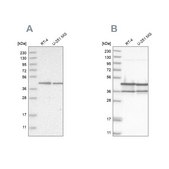 Anti-NUDC antibody produced in rabbit Prestige Antibodies® Powered by Atlas Antibodies, affinity isolated antibody, buffered aqueous glycerol solution, ab2