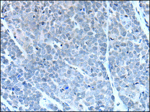 Anti-GJA5 affinity isolated antibody