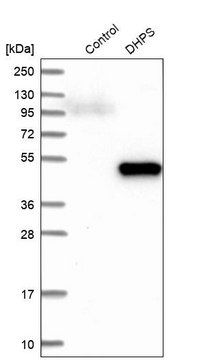 Anti-DHPS antibody produced in rabbit Prestige Antibodies&#174; Powered by Atlas Antibodies, affinity isolated antibody, buffered aqueous glycerol solution