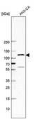 Monoclonal Anti-GLI1 antibody produced in mouse Prestige Antibodies® Powered by Atlas Antibodies, clone CL12191, purified immunoglobulin, buffered aqueous glycerol solution
