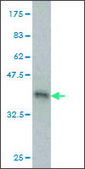 ANTI-GUCY2C antibody produced in mouse clone 3H3, purified immunoglobulin, buffered aqueous solution