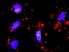 Anti-CCND1 antibody produced in mouse purified immunoglobulin, buffered aqueous solution