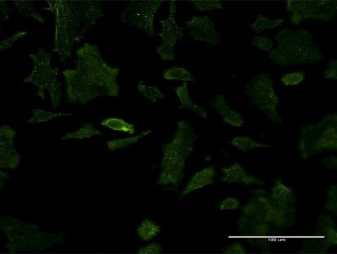 Monoclonal Anti-PSIP1 antibody produced in mouse clone 1C4, purified immunoglobulin, buffered aqueous solution