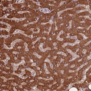 Anti-COQ5 antibody produced in rabbit Prestige Antibodies&#174; Powered by Atlas Antibodies, affinity isolated antibody, buffered aqueous glycerol solution