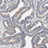 Anti-PCDH7 antibody produced in rabbit Prestige Antibodies® Powered by Atlas Antibodies, affinity isolated antibody, buffered aqueous glycerol solution