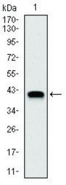 Monoclonal Anti-NEDD8 antibody produced in mouse clone 1A7, purified immunoglobulin, buffered aqueous solution