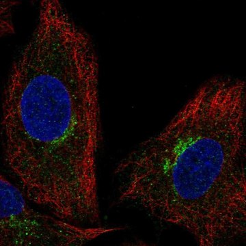 Anti-SLC6A16 antibody produced in rabbit Prestige Antibodies&#174; Powered by Atlas Antibodies, affinity isolated antibody