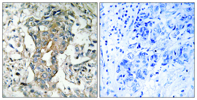 Anti-SPHK2 antibody produced in rabbit affinity isolated antibody