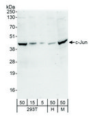 Rabbit anti-c-Jun Antibody, Affinity Purified Powered by Bethyl Laboratories, Inc.