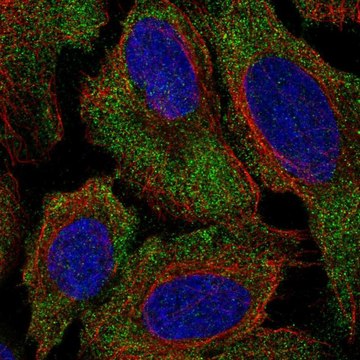 Anti-LSAMP antibody produced in rabbit Prestige Antibodies&#174; Powered by Atlas Antibodies, affinity isolated antibody