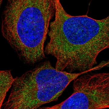 Anti-LTN1 antibody produced in rabbit Prestige Antibodies&#174; Powered by Atlas Antibodies, affinity isolated antibody