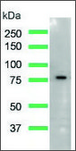 Anti-Caldesmon-Pan antibody, Rabbit monoclonal clone SP226, recombinant, expressed in proprietary host, affinity isolated antibody