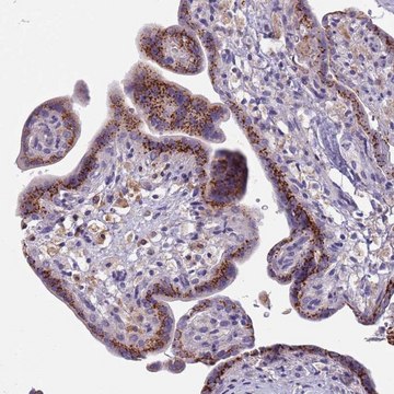 Anti-MAN1C1 antibody produced in rabbit Prestige Antibodies&#174; Powered by Atlas Antibodies, affinity isolated antibody, buffered aqueous glycerol solution