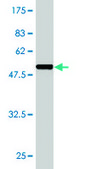 Monoclonal Anti-RGS4 antibody produced in mouse clone 2B2, purified immunoglobulin, buffered aqueous solution