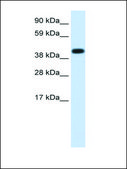 Anti-HSPA1A antibody produced in rabbit IgG fraction of antiserum