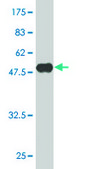 Monoclonal Anti-C6orf166 antibody produced in mouse clone 3D9, purified immunoglobulin, buffered aqueous solution