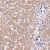 Anti-ASGR2 antibody produced in rabbit Prestige Antibodies® Powered by Atlas Antibodies, affinity isolated antibody, buffered aqueous glycerol solution