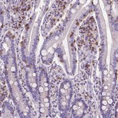 Monoclonal Anti-CD3E antibody produced in mouse Prestige Antibodies® Powered by Atlas Antibodies, clone CL1466, purified immunoglobulin, buffered aqueous glycerol solution