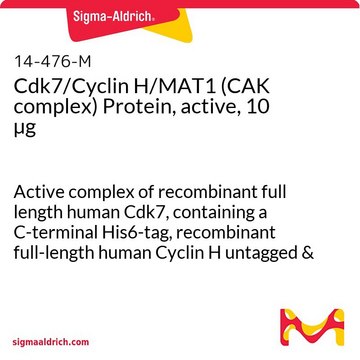 Cdk7/Cyclin H/MAT1 (CAK complex) Protein, active, 10 &#181;g Active complex of recombinant full length human Cdk7, containing a C-terminal His6-tag, recombinant full-length human Cyclin H untagged &amp; recombinant full-length human MAT1 containing an N-terminal GST-tag, for use in Kinase Assays.