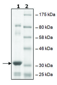 BirA recombinant, expressed in E. coli, &#8805;65% (SDS-PAGE)